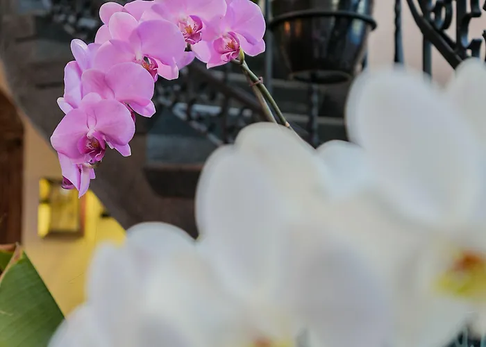 Orchid House